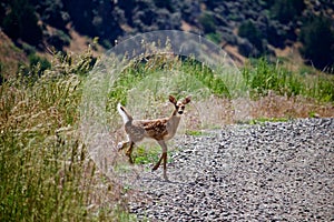Alert Fawn Deer Looks Down Gravel Road