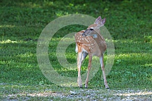 An Alert Fawn Stands on the Green