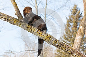 Alert fisher in tree