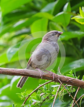 Alert fledgling baby, House Sparrow, common little brown bird.
