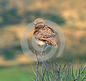 An alert, fluffy Burrowing Owl perched on branches