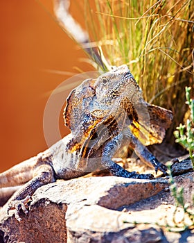 Alert Frilled Lizard On Rock photo