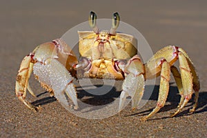 Alert ghost crab photo