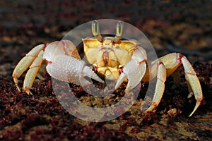 Alert ghost crab