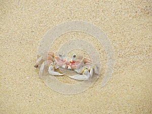 Alert ghost crab on the beach. Ocypode ryderi