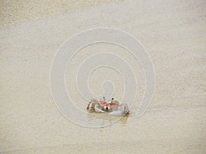 Alert ghost crab on the beach. Ocypode ryderi