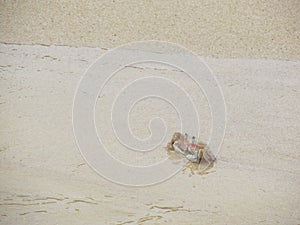 Alert ghost crab on the beach. Ocypode ryderi