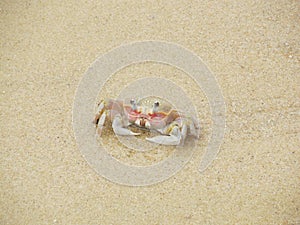 Alert ghost crab on the beach. Ocypode ryderi