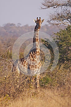 Alert giraffe in thorny bushveld