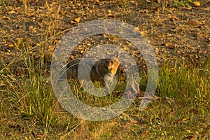 Alert Golden Jackal