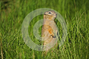 Alert gopher