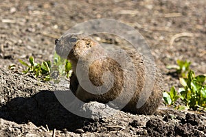 Alert gopher