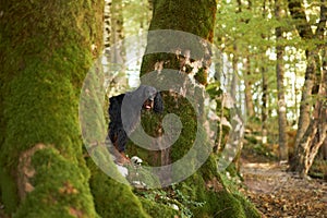 An alert Gordon Setter dog rests atop a fallen, mossy log in a dense
