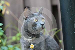 Alert gray cat portrait outdoors