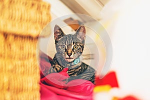 Alert gray tabby kitten lying on red pillow