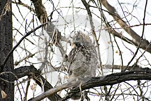 Alert Great Owl in Barren Tree Against a Cloudy Grey Sky