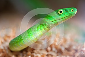 Alert green mamba