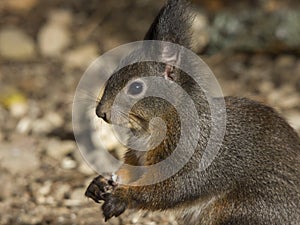 Alert grey squirrel holding a nut in its paws