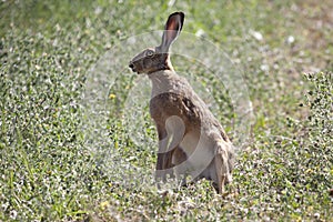 Alert hare (Lepus europaeus).