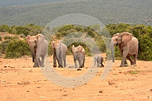 Alert herd of elephants