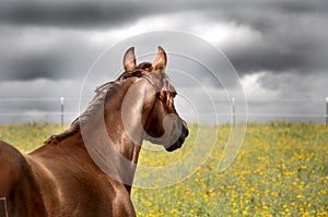 Alert horse before a rainstorm in field