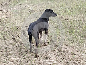 an alert Indian Greyhound dog guarding a farm