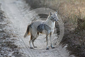 Alert Indian Jackal on Dirt Road in Kanha National Park, India