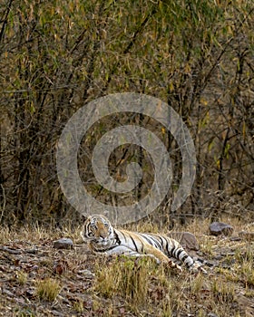 Alert Indian wild male bengal tiger or panthera tigris tigris at bandhavgarh national park