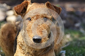 Alert intelligent pet dog in obedience training school