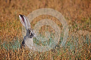 Alert Jack Rabbit