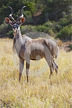 Alert Kudu