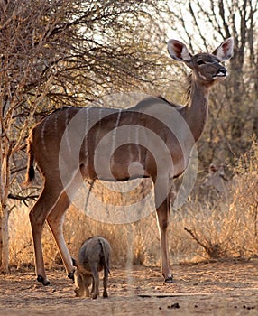 Alert Kudu Cow