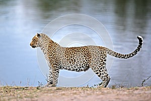 Alert leopard