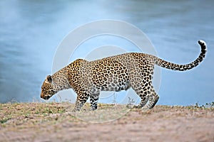 Alert leopard