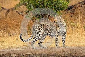 Alert leopard