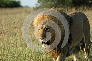 Alert lion