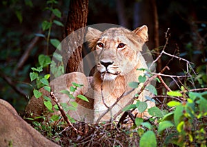 Alert Lion cub