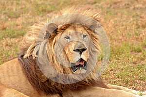 Alert lion portrait