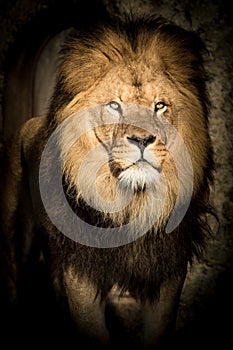 Alert lion staring balefully at the camera