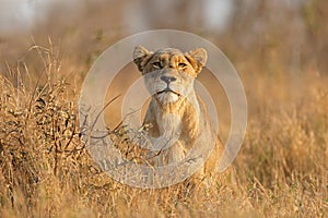 An alert lioness in natural habitat, Kruger National Park, South Africa photo