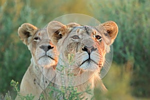 Alert lioness looking intently photo