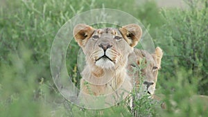 Alert lioness observing surroundings