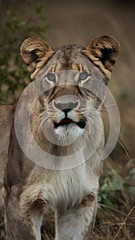 Alert lioness surveys wilderness surroundings with intense focus photo
