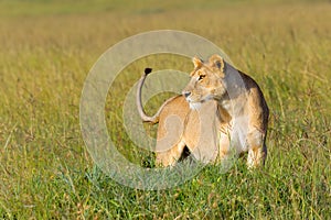 Alert Lioness, Tail Flicking