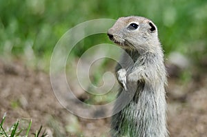 Alert Little Ground Squirrel Standing Guard Over Its Home