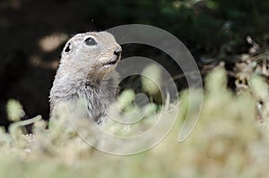 Alert Little Ground Squirrel Standing Guard Over Its Home