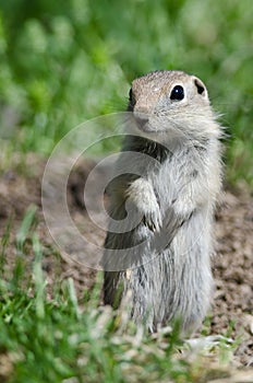 Alert Little Ground Squirrel Standing Guard Over Its Home