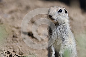 Alert Little Ground Squirrel Standing Guard Over Its Home