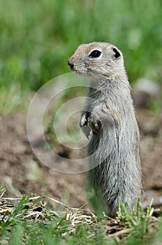 Alert Little Ground Squirrel Standing Guard Over Its Home