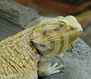 Alert Lizard At The Edmonton Valley Zoo